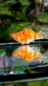 🇹🇭พร้อมส่ง🐟อาหารปลา ไทยนี้รักสงบ👉สูตรสำหรับปลาบอลลูน🥰