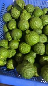 ลูกมะกรูดสด (ย้ำ)มะกรูดปลอดสาร เก็บจากสวน สดๆทุกวัน คละไซส์ ขนาด 1 กิโลกรัม ราคา 69 บาท