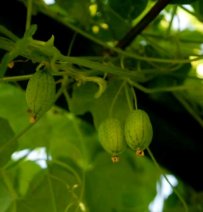 3 BUTIR BIJI/BENIH TANAMAN BUAH CUCAMELON