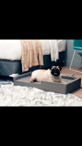 Mandaue Foam Dog Bed – Waterproof Removable & Washable Cover | High-Quality Foam Pet Bed