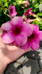 Violet Cascades  Unleash the Beauty of Allamanda Blanchetii Vines Climbing