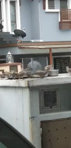 (1 BAG PER ORDER) Biji Gandum /Ayam/Itik/Burung Cap Teapot Grade A