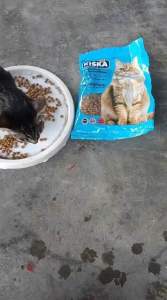 Kiska 350 g Makanan Kucing Murah dan Berkualiti (Dryfood)