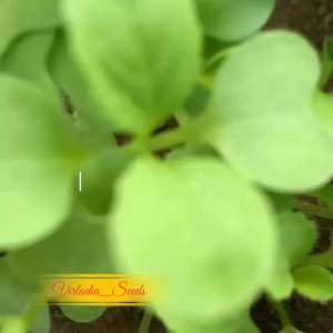 [Virladia Seeds] Biji Benih tanaman Sawi Hongkong | Choy Sum