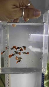 TUXEDO NORMAL Shortbody guppy / Ikan Guppy Tuxedo Shortbody / 普通短身礼服