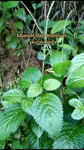 Daun Pecut Kuda Segar 250 Gram atau Daun Jarong Fresh
