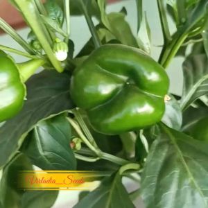 [Virladia Seeds] Biji Benih tanaman Paprika Kuning