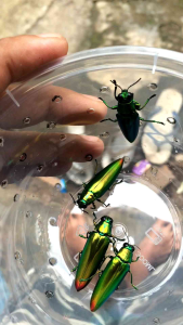 Samber Lilin Hidup/iler/miler/kumbang hijau