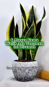 Tanaman Hiass Sensivera / Lidah Mertua
