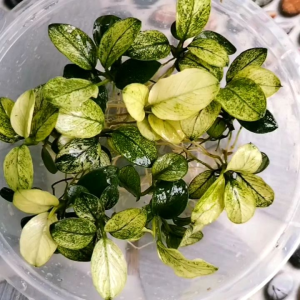 Anubias Pinto Tanaman Aquatic Aquascape