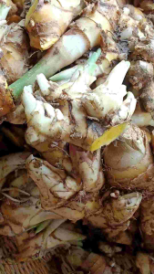 หัวพันธุ์ไพลพร้อมปลูกแตกรากไว แตกกอเร็ว 1 กิโล