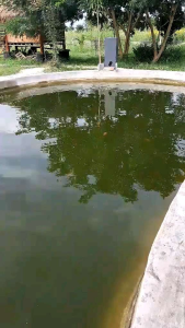 ให้อาหารปลา