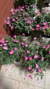 กุหลาบ-กุหลาบ-ซันจิ Sunji พุ่มเตี้ย สีชมพูดอกชั้นเดียว ดอกเยอะดอกดกทนๆ