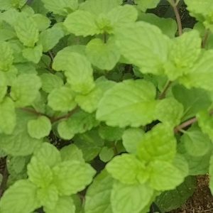 Daun mint segar Fress per 300 gram