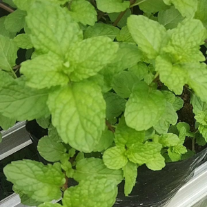 Daun Mint Segar Fress per 200 Gram