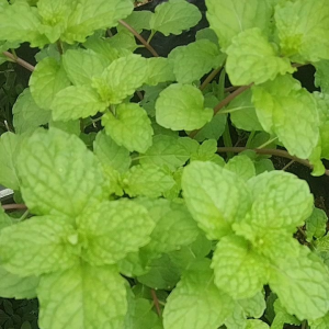 Daun Mint Segar Fress per 100 gram