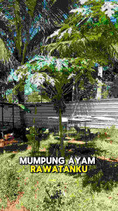 Pembersih Kandang Ayam BINFEKTAN PLUS Desinfektan Disinfektan Bebas Penyakit Virus Dan Bakteri.