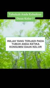 Moringa Tea Natural Herbs 100 % Original