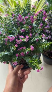 ต้นหลิวสีแดงม่วงเข้ม หลิวไต้หวัน ไม้คลุมดินขนาดเล็ก แตกกิ่งขยายกิ่งพุ่มคลุมดิน ออกดอกติดต้นให้เห็นทั้งปี ดอกเล็กๆ น่าถนุถนอม   ให้ดอกสีม่วงอมชมพู ชมพูหรือขาว ขนาดเล็ก  เลี้ยงง่ายโตไว อึด ทน  ขยายกอเร็ว ชอบดินร่วนปนทราย ชอบแดดเต็มวัน ปลูกกลางแจ้ง ชื้นแต่ไม