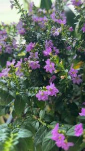 หลิวไตหวันดอกสีม่วง กระถาง5-6นิ้ว 💐💞#ต้นหลิวดัดไต้หวัน 🌸🌺 ไม้ดอกตลอดปี เลี้ยงง่ายตายยาก วางตรงไหนก็รอด ไม้มงคล ภาษาจีน แปลว่า “เทพธิดา” ต้น ไม้คลุมดิน ลำต้นแตกกิ่งเป็นพุ่ม กิ่งย่อยจะแตกออกจากกิ่งหลักสองข้างและ แผ่ออกตรงข้ามกัน ดอก สีม่วงอมชมพ