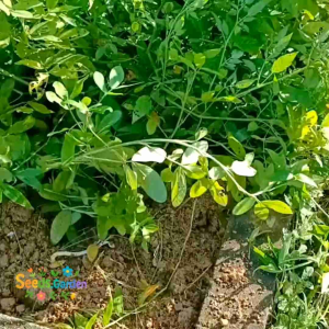 30 BUTIR BIJI/BENIH KACANG TANAH LURIK/BATIK