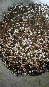 ดินสำหรับปลูกแคคตัสและไม้อวบน้ำ ผสมสำเร็จพร้อมปลูก 11 ส่วนผสม นน. 500 กรัมต่อถุง