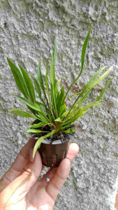Echinodorus Xinguensis 5 Rhizome Emersed Tanaman Aquascape