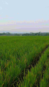 Pupuk Nutrizinc Nutrizink Mengatasi Asam Asaman Mempercepat Pertumbuhan Perkembangan Akar Daun Batang Memacu Proses Pembungaan Serbuk Sari