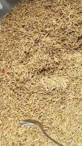 โรสแมรี่ Rosemary โรสแมรี่แห้ง ใบโรสแมรี่ ขนาด 1000 กรัม