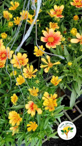 🍁🌼น้องจันทร์ฉายแคระ🌼🍁 นิวไอเทมค่า Sunset Burst coreopsis จัดส่งพร้อมกระถาง 8 นิ้ว +แถมฟรีลวดแขวน