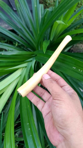 pipa cangklong kayu kumuning gading super lengkung 14cm