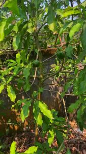 ต้นอะบิว เสียบยอด สายพันธุ์ลูกใหญ่ ขนาด 4 ขีด - 1 กก