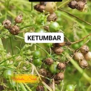 [Virladia Seeds] Biji Benih tanaman Ketumbar | Coriander