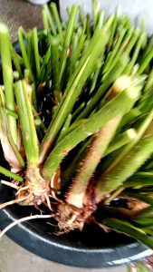 ต้นผักหนาม เหง้าผักหนาม ชุด30 ต้นแถม5ต้นพืชสมุนไพร เป็นพืชมีเหง้าอยู่ใต้ดิน ชอบดินร่วน ความชื้นสูง ที่แฉะมีน้ําขัง ยอดอ่อนแกงส้ม