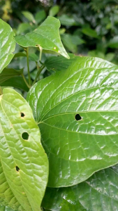 ต้นชะพลู ต้นชะพลูตัดใบมีรากพร้อมปลูก 20ต้น ใบชะพลูสด อินทรีย์ปลอดสารพิษ สมุนไพรพื้นบ้าน ผักสวนครัว ผักทำเมี่ยงคำ ผักปลอดสาร ต้นไม้สมุนไพรปลูกง่าย