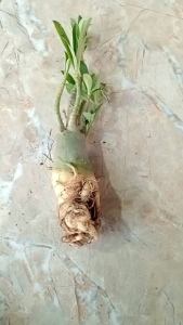 1 cây sứ thái giống nhiều thân to khoẻ