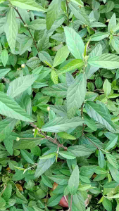 Daun Sidaguri Jantan Segar 300g: Manfaat & Penggunaan