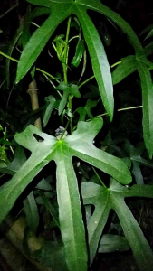 Daun Gedi Segar Petik Langsung Herbal Alami Organik