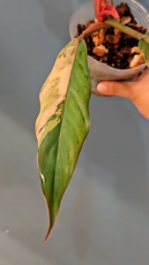 Philodendron Caramel Marble Variegatedด่างโทนส้มเหลืองไม้ลูกผสมไม้เนื้อเยื่อตัดแต่งพันธุกรรมอนุบาลมากกว่า3เดือนคัดด่างส่ง