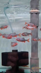 Red Shiner (Cyprinella lutrensis) Freshwater Fish Inc. DOA