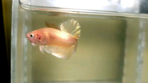 Gold Halfmoon Plakat HMPK Betta Fish / Ikan Laga/ 斗鱼 (Not random fish）17