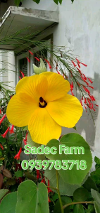 Lemon Hibiscus( bụp lá sen)