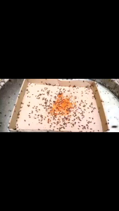 SUREKILL Fly killer 200 Grams Fly Bait Granules - High Effective Dinotefuran 0.5% - Industrial Commercial and Agricultural Use - Kills House Flies