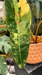 Philodendron variegated billietiaeขายแบบข้อตัดสดส่งชำในถ้วยอบอย่างดีข้อขนาดใหญ่