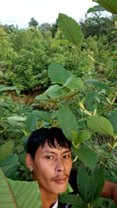 กระท่อมสูงสุดใหญ่ สำหรับผู้สูง กังวล หรือต้องการดูแลผิวหน้า ใบกระท่อม ใบคัด ใบเคี้ยว ใบรวม ไม่รู้จักค่า ร้านหน้าที่สนับสนุนที่การแสดงอยู่ที่กิโลละ 80 บาท จะนำไปสนุมสนุมไปในตลาดเข้า เพิ่มปริมาณ 1.1-1.2 กิโลกรัม 50 บาท