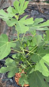 ต้นมะเดื่อฝรั่งซิการ์ กระถาง 12 นิ้ว/Cigar figs tree