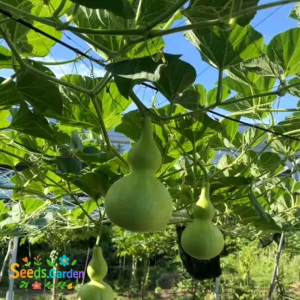 5 BUTIR BIJI/BENIH TANAMAN LABU BOTOL BIRDHOUSE