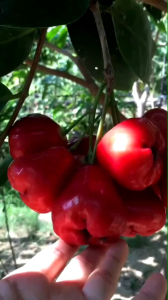 Bibit Jambu Citra Merah Jumbo🌱 Bibit Genjah Dijamin Rimbun Sudah Berbuah Semua Hasil Okulasi Berbuah Pendek Mesti Dalam Pot Rasa Buahnya Yang Manis Sperti Madu Siapp Kirim Seluruh Nusantara🚀 Sistem Bayar Di Tempat (COD)