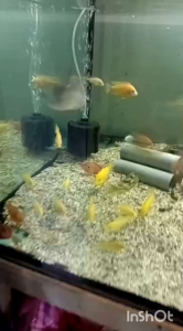 Red Feifong Live Fish 6-7inci 15-17cm Algea Eater