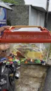 BETTA FISH SET IKAN LAGA [FREE FOOD]